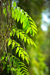 绿叶蕨类植物及其小部件