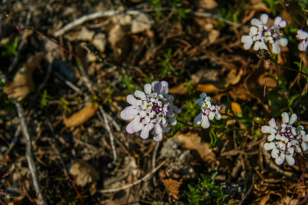 花坛用花