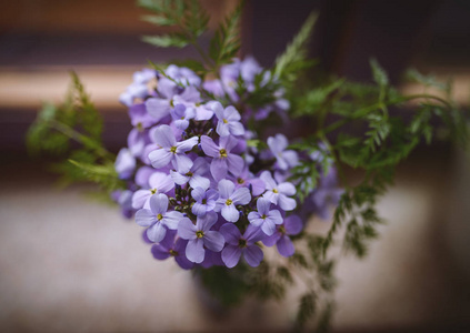 特写丁香花