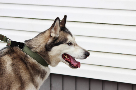 白色和灰色成年哈士奇狗或 Sibirsky Husky 用蓝色和棕色的眼睛。异色症