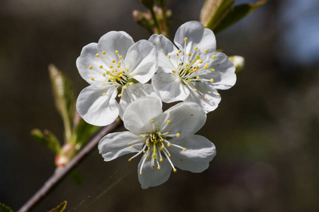 美丽的郁金香在春天中的自然背景上