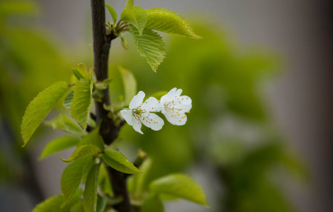 美丽的白色樱花在春天中的自然背景上