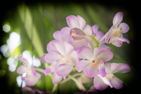 紫色, 粉红色分枝兰花花