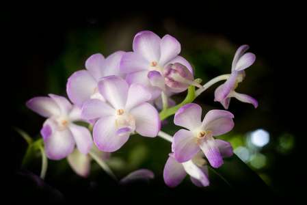 紫色, 粉红色分枝兰花花