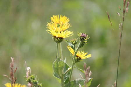 利康潘inulahelenium