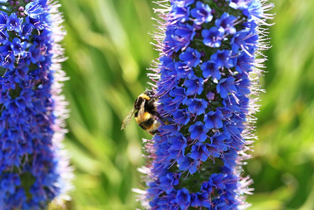 Echium 白亮独活与蜜蜂