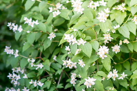 一朵春花，白花，茉莉花。