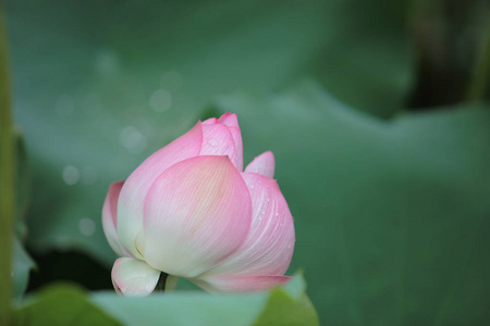 莲花在雨天开花