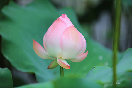 莲花与美丽在雨天