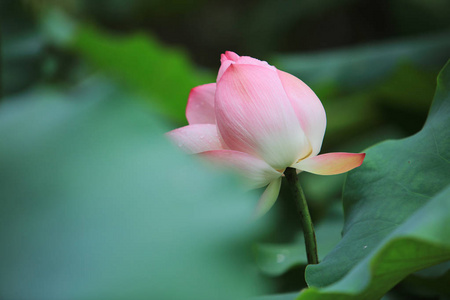 莲花在雨天开花