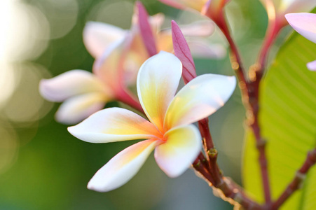 粉红色的鸡蛋花鲜花