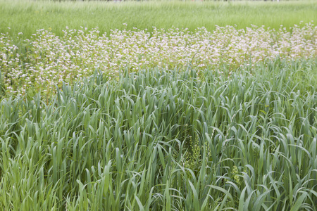 俄罗斯各种绿色的栽培谷物图片