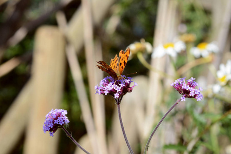 公蝴蝶喝紫红色马鞭草花的花蜜图片