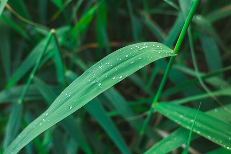 露珠落在绿草上。夏天雨水过后在森林草地上的水