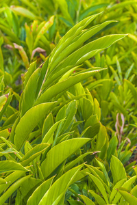 绿色热带植物特写镜头