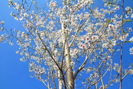 樱花在蓝蓝的天空下图片