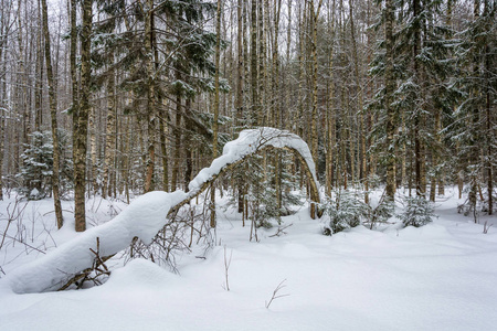 被雪覆盖的细长桦树图片