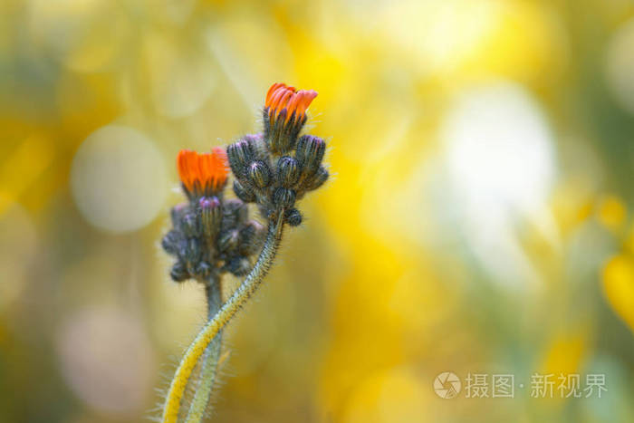 小橙花为山柳菊温柔的背景上.花轻轻地缠绕在一起