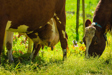奶牛放牧在绿色草地场