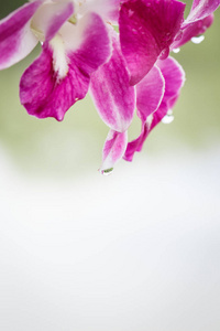 紫色和粉红色的 phalangers, 兰花花