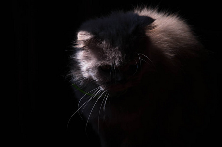 猫伤心黑暗