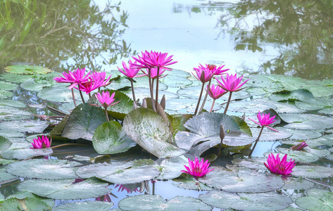 水百合内衬花颜色介绍