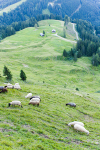 羊在高山景观图片