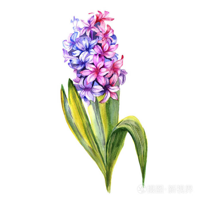 在孤立的水彩风格的野花风信子花