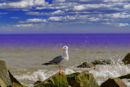 坐在一块岩石上的海鸥