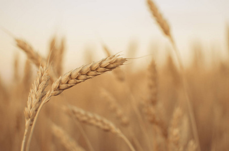 小麦在领域的耳朵。背景下成熟的黄色的耳朵