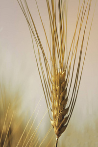 晴天成熟的麦田。 黑麦的小穗正在农场里生长。 特写