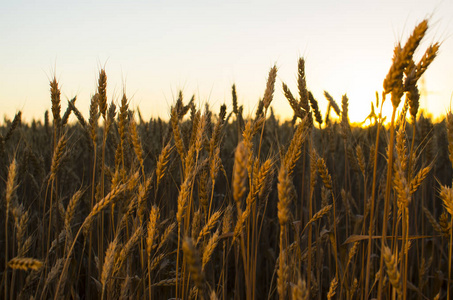小麦在领域的耳朵。背景下成熟的黄色的耳朵