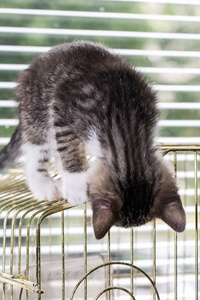 一只美丽的小猫在鸟笼上玩耍