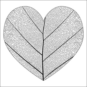 植物系列优雅详细单叶片特写纹理结构在黑色和白色，在爱的心形状的白色背景上的素描样式