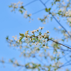 樱花, 春花