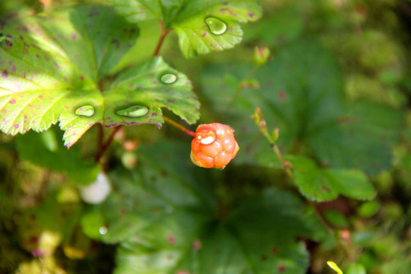 莓果。悬钩子属植物兴安