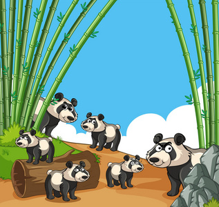 很多大熊猫在竹林里