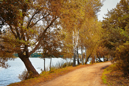 金黄树秋天风景在湖在公园