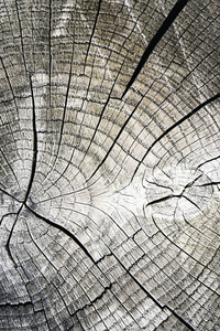 木材切割上的抽象形状