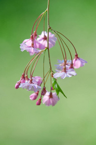 樱花 樱花盛开