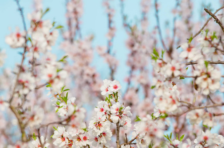 在 3 月的杏仁开花，花期杏仁树