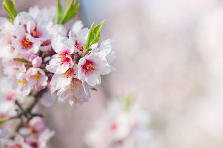 在 3 月的杏仁开花，花期杏仁树