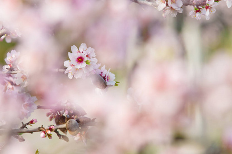 在 3 月的杏仁开花，花期杏仁树