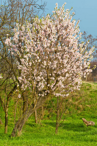 在 3 月的杏仁开花，花期杏仁树