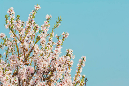 在 3 月的杏仁开花，花期杏仁树