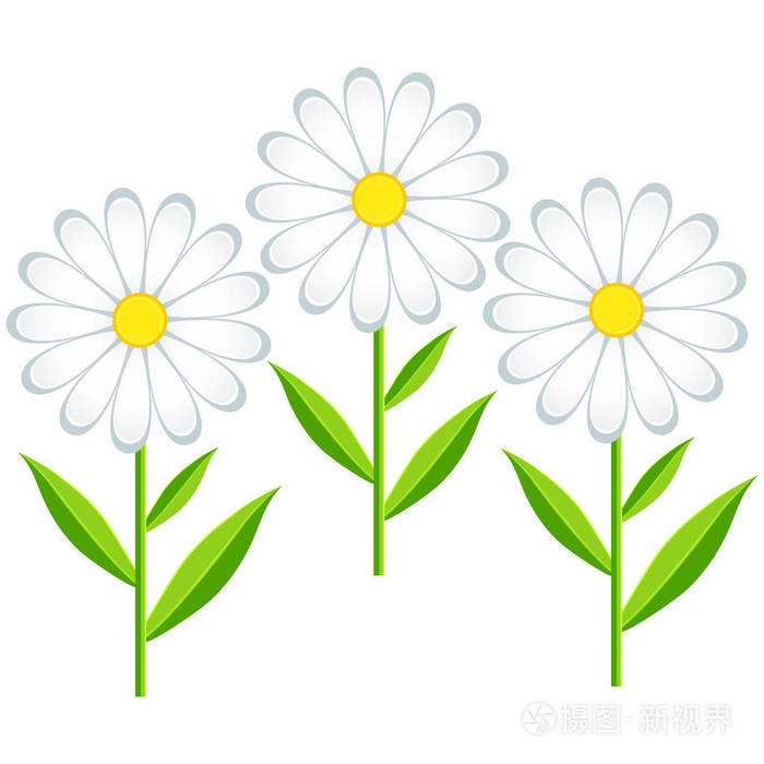 三朵花 chamomiles 分离
