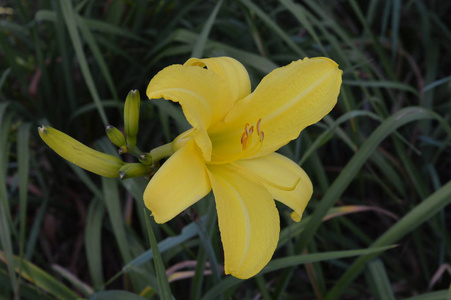 一朵百合花