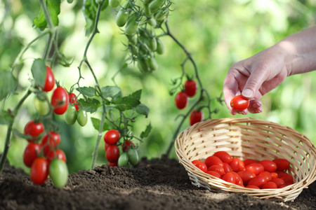 手采摘西红柿从植物到菜园里，用灯芯