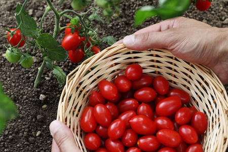 采摘樱桃西红柿从厂里提着篮子的手素食
