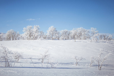 美丽的白色风景的一个飘雪挪威冬季的一天